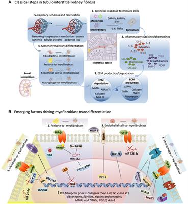 Exploring unconventional targets in myofibroblast transdifferentiation outside classical TGF-β signaling in renal fibrosis